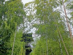-大唐贡茶院
