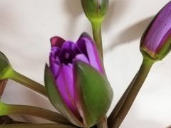 -朝来春花卉市场-东停车场