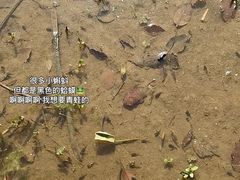 -上海都市菜园