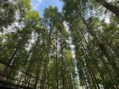 -黄海国家森林公园