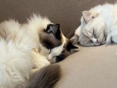 -怪兽屋·羊驼·猫咖·狗咖(俊华广场店)