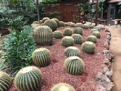 -呀路古热带植物园