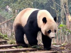 -中国大熊猫保护研究中心雅安碧峰峡基地