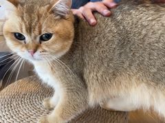 -南京Hallo宠物乐园·哈罗犬舍·柴犬繁育基地
