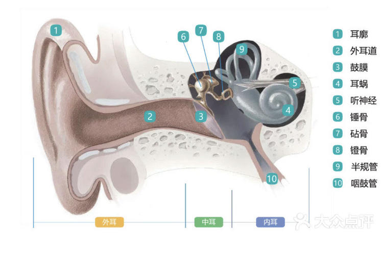 耳朵的结构耳朵里的三块听小骨(锤骨,砧骨和镫骨)是人体最小的骨头