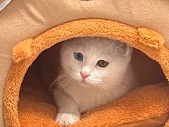-中农国际动物医院24小时·猫科·骨科·急重症中心
