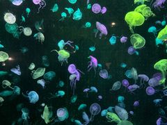 -珠海长隆海洋王国