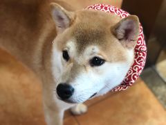 -more than meow吴止猫主题餐厅(承德 中船汇店)