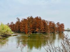 -池杉湖湿地公园