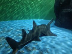 -上海海洋水族馆