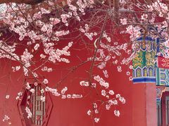 -桃花堤公园