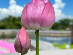 -广州莲花山旅游区