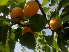 -意大利农场度假村