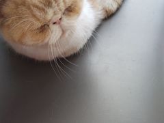 -喵园·猫主题咖啡厅·撸猫·猫咖(国贸店)