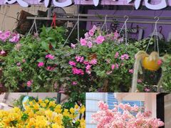 -溪岸路花鸟市场
