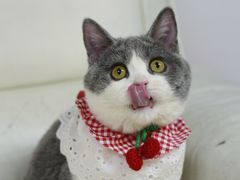 -lincat·猫舍(广州店)