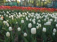 -石家庄市植物园