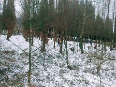 -武陵山森林公园