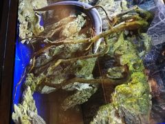 -石葵(锦业时代店)