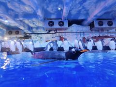 -芜湖新华联大白鲸海洋公园