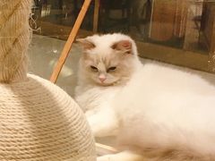 -momokira米努特·德文卷毛猫·棉花面纱犬