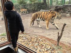 -上海野生动物园老虎餐厅