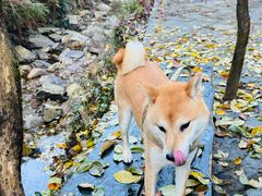 -鼓岭旅游度假区