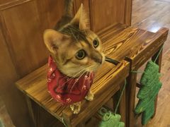 -猫色咖啡·猫咖