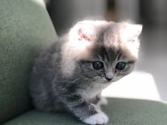 -北京恒爱动物医院(清景园分院)