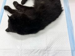 -瑞派动物医院·猫专科·至诚(江南中分院)