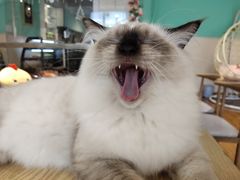 -绒爪撸猫下午茶·猫咖