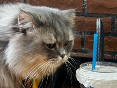 -豆逗聊愈猫阁Easy Life