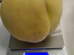 -樂桃源奉贤黄桃种植采摘基地