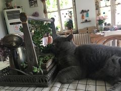 -海边的猫和咖啡馆