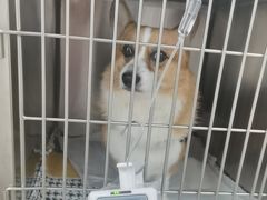 -美联众合动物医院·24h京西诊疗中心