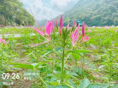 -广州市石门国家森林公园