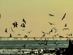 -深圳湾公园(南山区)
