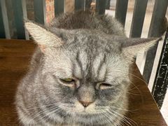 -豆逗聊愈猫阁Easy Life