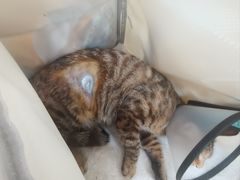 -宠颐生动物医院·猫科·心脏科(海口分院)