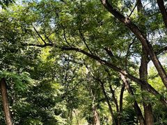 -阳台山自然风景区