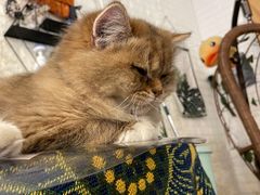 -平行世界·猫咖(首经贸店)