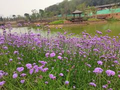 -王借岗森林公园