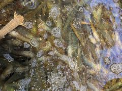 -大锅强·蒸海鲜青岛菜(吾悦广场店)