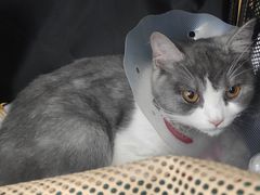 -爱侣宠医·鹦鹉专科·小型哺乳类·异宠专科(灵石路店)