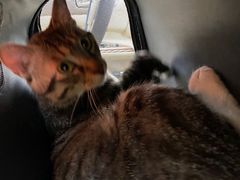 -美联众合宠物医院·爱萌分院·内外科·猫科中心