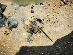 -北海金海湾红树林生态旅游区