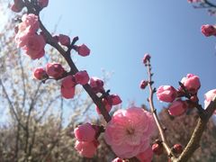 -无锡梅园公园