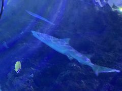 -台州海洋世界