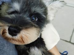 -汪喵宠物医院·骨科心脏影像·犬猫急重症ICU诊疗中心(成华分院)