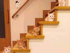 -半藏居酒屋(香港花园店)